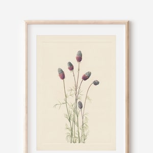1925 Wildflower Botanical Antique Flower Illustration Print