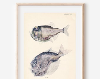 1926 Deep Sea Fish Antique Ocean Fish Illustration Print