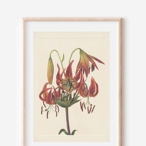 1925 Wildflower Botanical Antique Flower Illustration Print