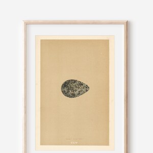 1896 Bird Egg Antique Print, Grey Plover