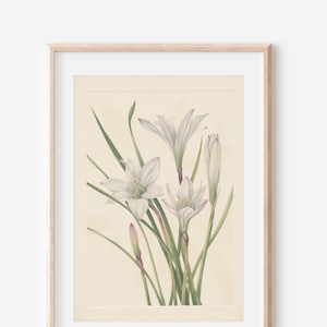 1925 Wildflower Botanical Antique Flower Illustration Print