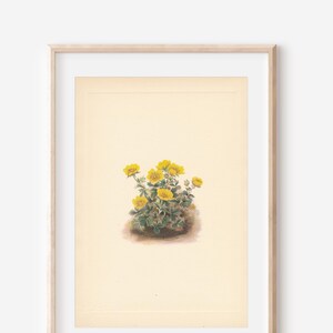 1925 Wildflower Botanical Antique Print