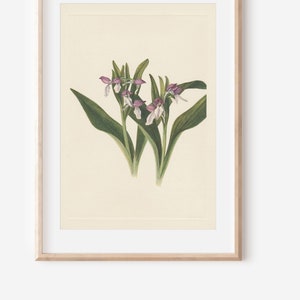 1925 Wildflower Botanical Antique Flower Illustration Print