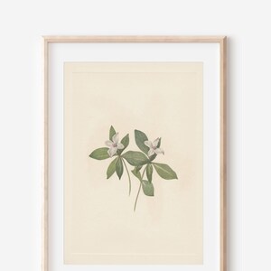 1925 Wildflower Botanical Antique Flower Illustration Print