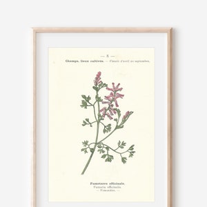 1904 Wildflower Botanical Antique Print, Common fumitory & Scotch broom