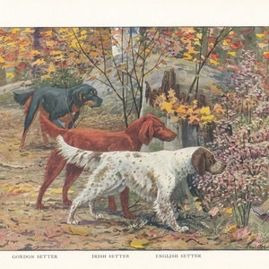 Ilustración antigua de perros setter: impresión de 1919 de setters Gordon, irlandés e inglés imagen 2
