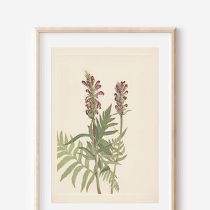 1925 Wildflower Botanical Antique Flower Illustration Print