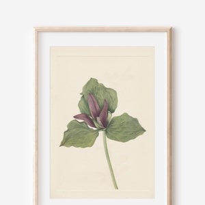 1925 Wildflower Botanical Antique Flower Illustration Print
