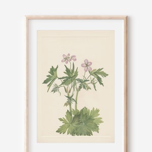 1925 Wildflower Botanical Antique Flower Illustration Print