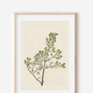 1925 Wildflower Botanical Antique Flower Illustration Print, Mistletoe