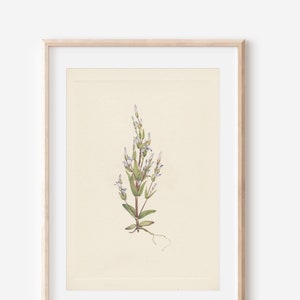 1925 Wildflower Botanical Antique Flower Illustration Print