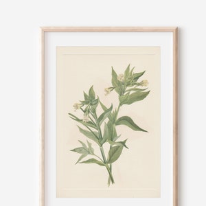 1925 Wildflower Botanical Antique Flower Illustration Print
