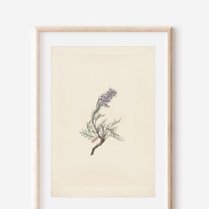 1925 Wildflower Botanical Antique Flower Illustration Print