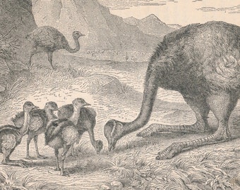 1887 Ostrich Antique Print