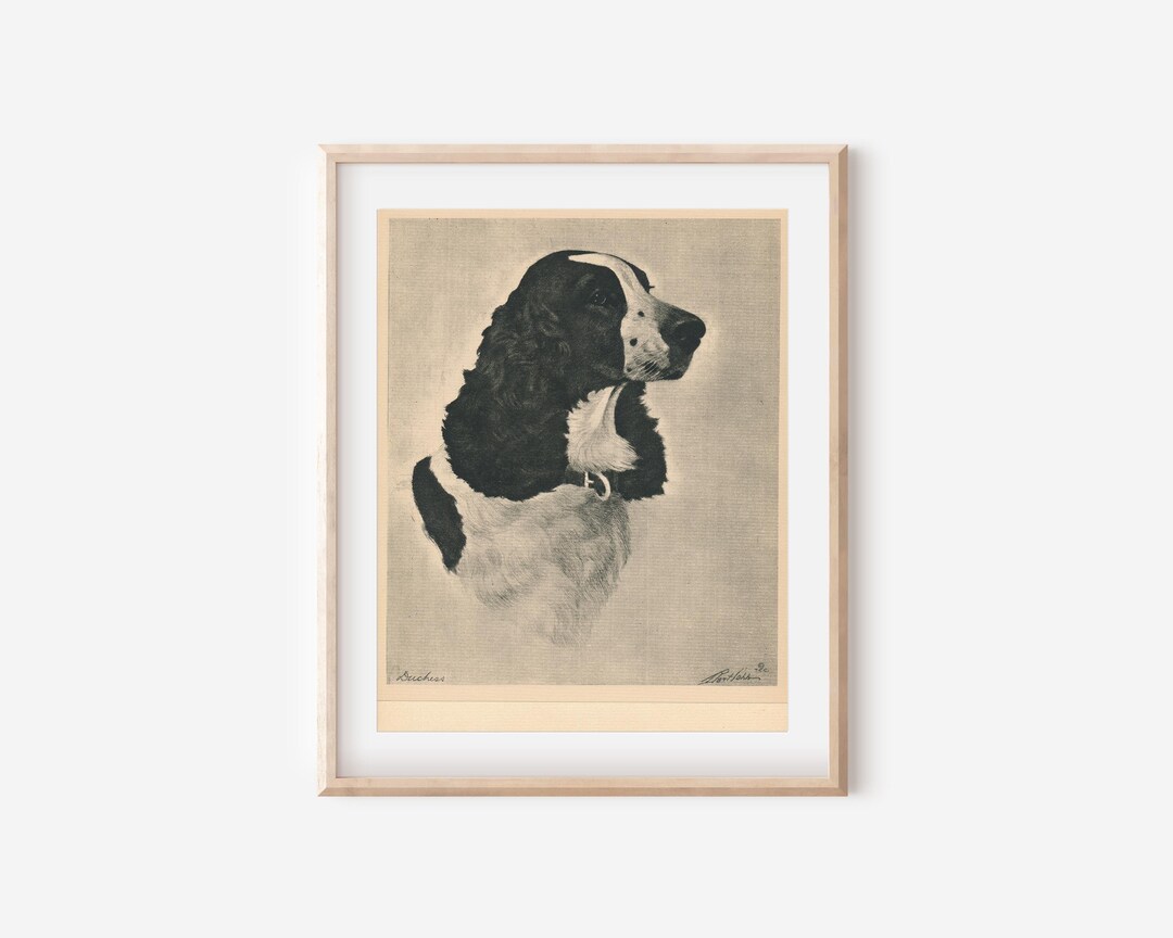 1931 Springer Spaniel Dog Portrait Antique Print - Etsy