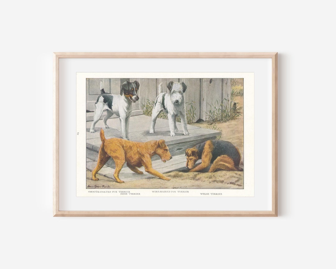 1919年 テリア犬のアンティークイラストプリント - Etsy 日本