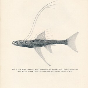 May include: A black and white illustration of a blind deep sea fish, Bathypter&ouml;is sp., with long, tentacle-like rays extending from its pectoral fins. The caption reads: "FIG. 47. A BLIND DEEP SEA FISH, Bathypter&ouml;is sp., WHOSE CHIEF CONTACT WITH LIFE IS BY MEANS OF THE LONG TENTACLE-LIKE RAYS OF THE PECTORAL FINS."