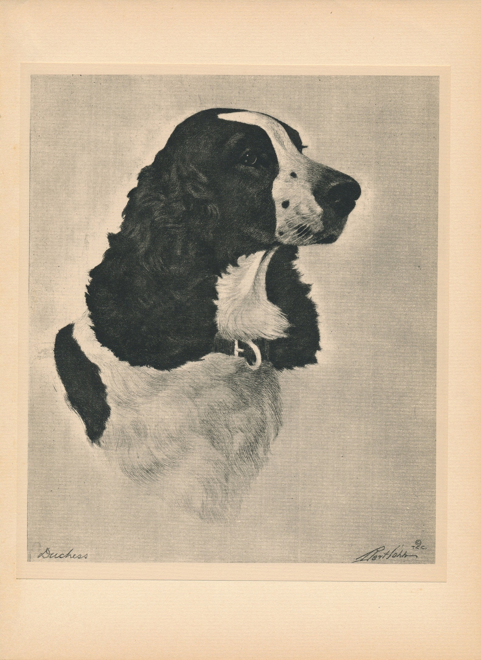 1931 Springer Spaniel Dog Portrait Antique Print - Etsy