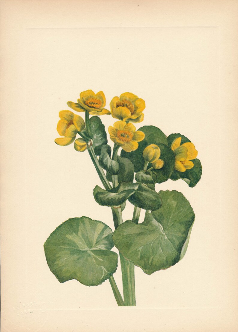 1925 Wildflower Botanical Antique Print
