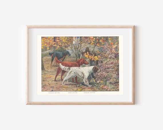 Antique Setter Dogs Illustration: 1919 Gordon, Irish, & English Setters Print