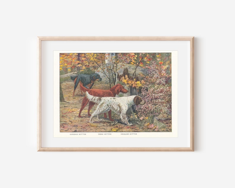 Ilustración antigua de perros setter: impresión de 1919 de setters Gordon, irlandés e inglés imagen 1