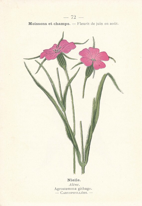 1925 Wildflower Botanical Antique Print