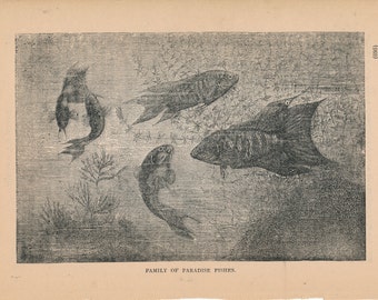 1887 ParadiesFisch Antik Druck