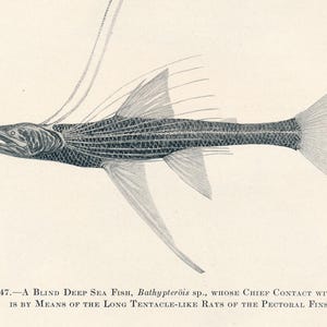 May include: A black and white illustration of a blind deep sea fish with long, tentacle-like rays extending from its pectoral fins. The caption reads: "FIG. 47. A BLIND DEEP SEA FISH, Bathypter&ouml;is sp., WHOSE CHIEF CONTACT WITH LIFE IS BY MEANS OF THE LONG TENTACLE-LIKE RAYS OF THE PECTORAL FINS."