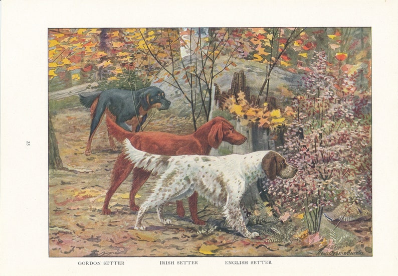 Ilustración antigua de perros setter: impresión de 1919 de setters Gordon, irlandés e inglés imagen 2