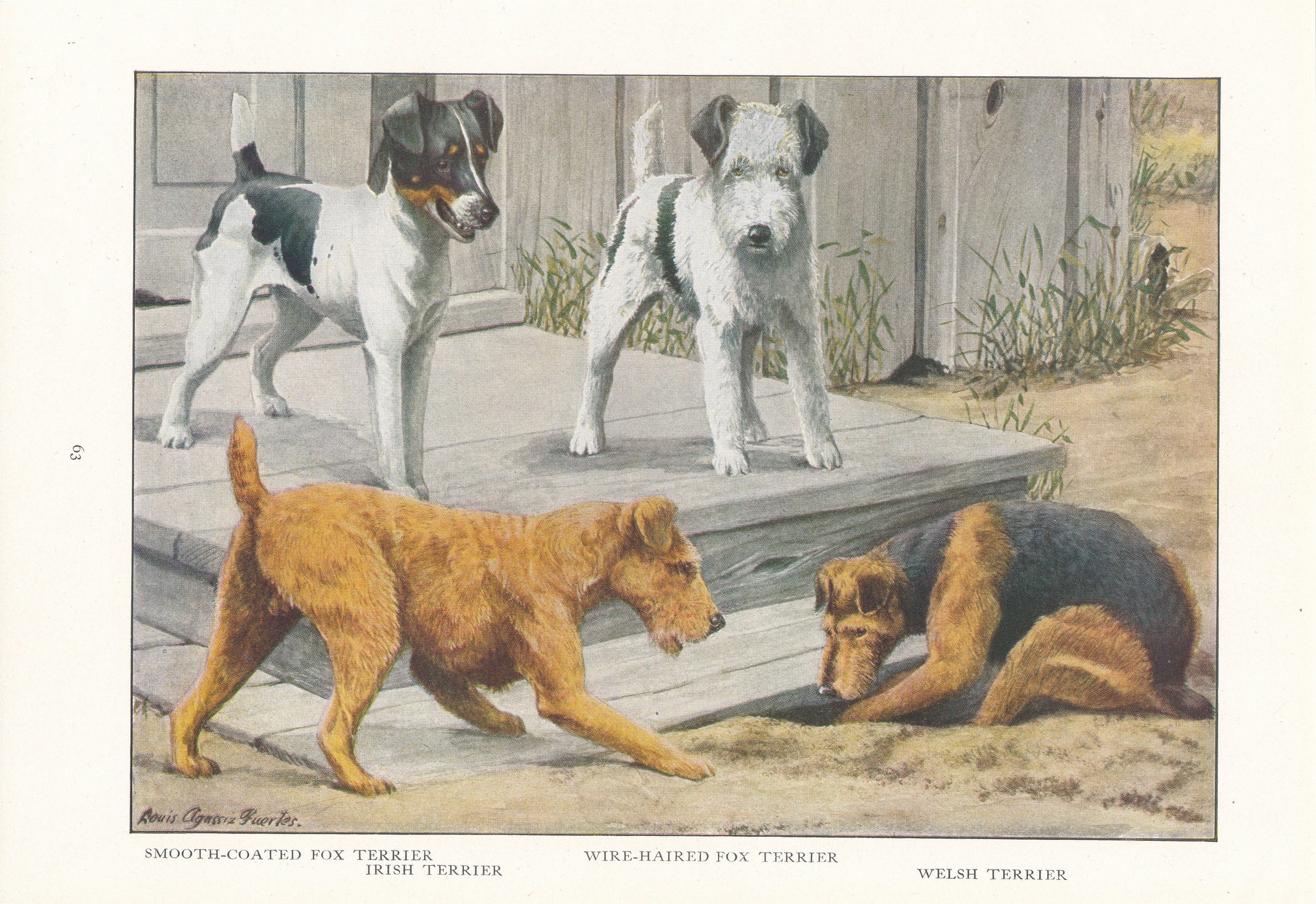アンティーク犬　 ビンテージ 犬　 テリア 1919年 テリア犬のアンティークイラストプリント - Etsy 日本