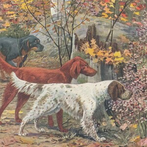 Ilustración antigua de perros setter: impresión de 1919 de setters Gordon, irlandés e inglés imagen 3