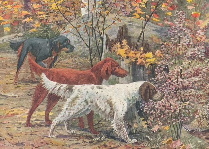 Ilustración antigua de perros setter: impresión de 1919 de setters Gordon, irlandés e inglés imagen 3