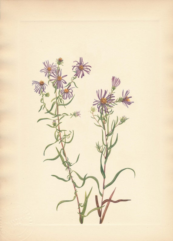 1925 Wildflower Botanical Antique Print