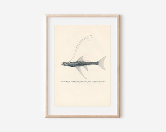 1926 Deep Sea Fish Antique Ocean Fish Illustration Print