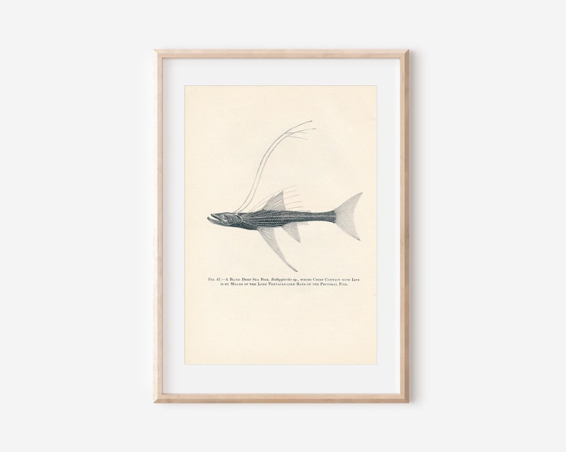 May include: A vintage illustration of a black and white fish with long, thin appendages. The caption reads "Fig. 41. A Rare Deep Sea Fish, Polyipnus sp., whose Gills Contact with the Water by Means of the Long Tentacular Rays of the Pectoral Fins."