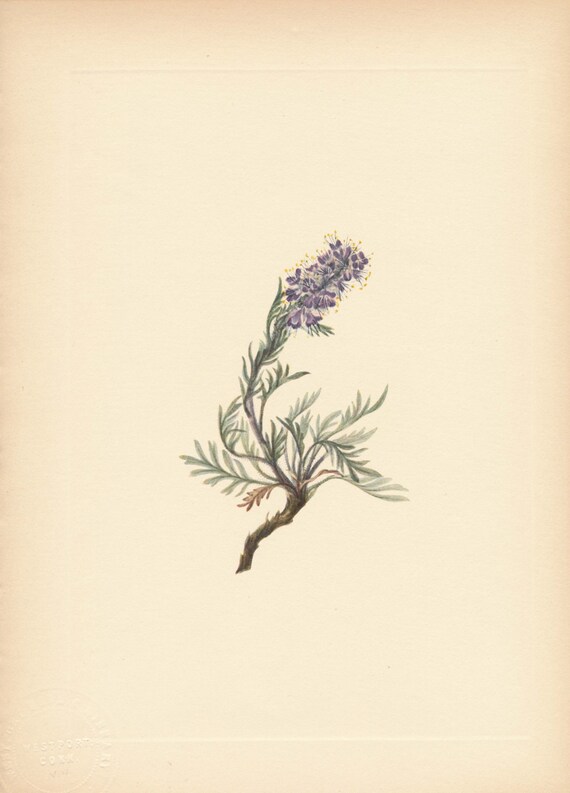 1925 Wildflower Botanical Antique Print