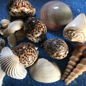 May include: A collection of seashells in various shapes, sizes, and colors. The shells include a large, white shell with brown markings, a smaller, white shell with brown stripes, and several smaller, white shells with brown spots. The shells are arranged on a blue surface.
