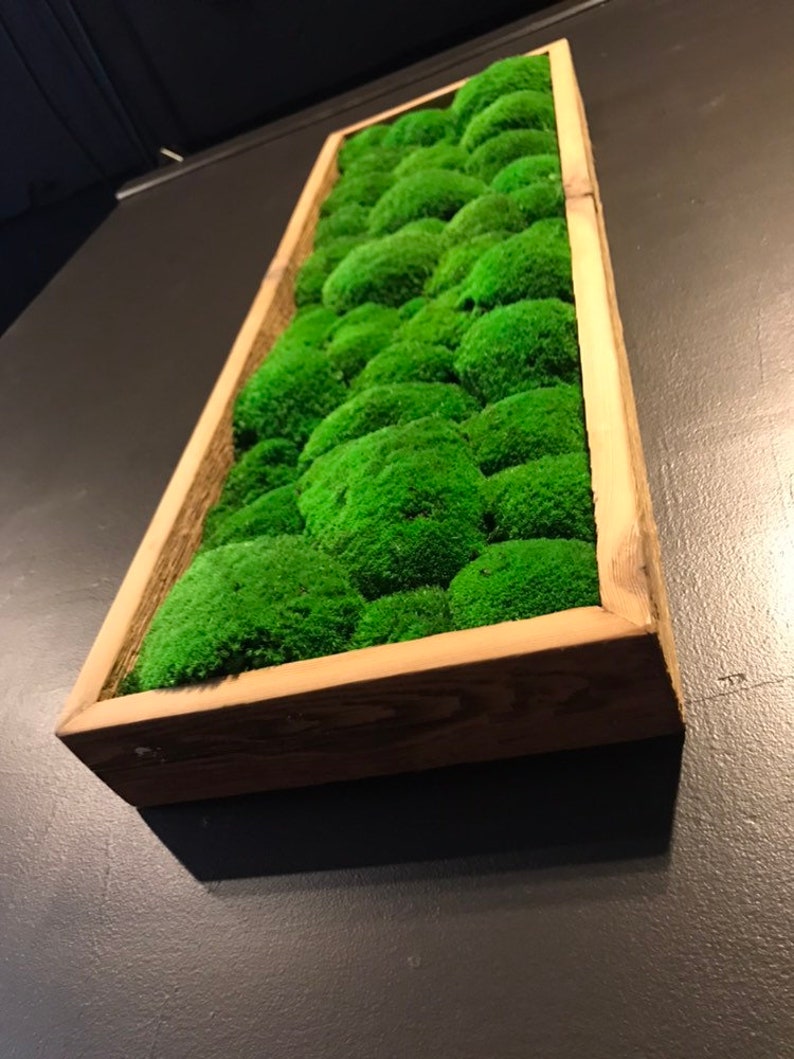 Preserved Bun Moss Wall Garden Etsy