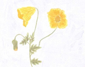 Amapola amarilla