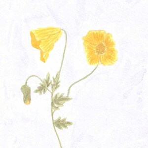 Yellow Poppy