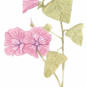 Mauve rose