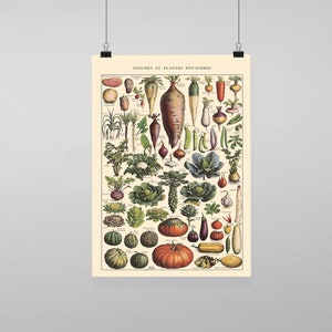 Puede incluir: Una ilustración botánica vintage de diversas verduras y plantas, incluyendo zanahorias, cebollas, ajos, patatas y mucho más. La imagen está titulada "Legumes et Plantes Potageres" en francés.