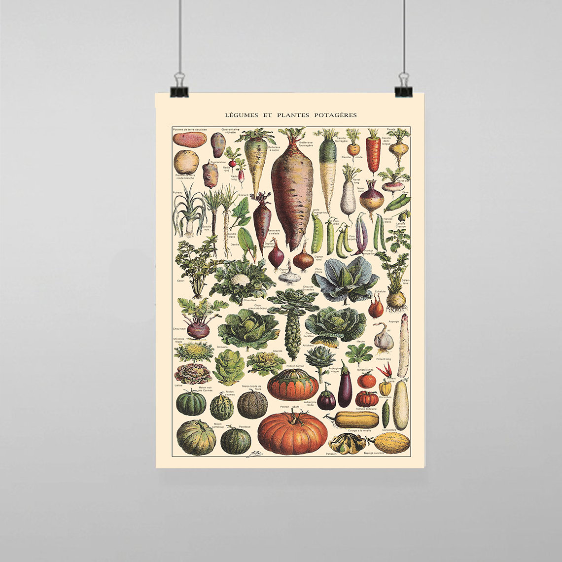 Vintage Vegetables Botanical Illustration - Vintage Reproduction Wall…