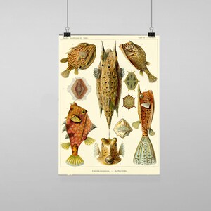 Puede incluir: Ilustración vintage de varios tipos de peces caja, también conocidos como "peces vaca", con dibujos detallados de sus cuerpos y estructuras esqueléticas. La ilustración está titulada "Ostraciontes - Kastenfische" en alemán.