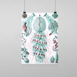 Puede incluir: Impresión de ilustración botánica con una forma central texturizada de color verde azulado y detalles rojos. La impresión presenta varios elementos vegetales en verde azulado y rojo sobre un fondo blanco. La obra de arte se muestra en un póster blanco, con medidas en cm.