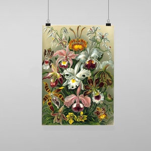 Puede incluir: Una impresión botánica vintage que presenta una variada colección de orquídeas. La obra de arte muestra diversas especies de orquídeas en tonos blancos, rosas, amarillos y marrones, con ilustraciones detalladas y un estilo clásico. La impresión se presenta sobre un fondo neutro.