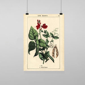 Puede incluir: Ilustración botánica vintage de una planta de guisantes con judías escarlata. La ilustración es en color y presenta hojas verdes, flores de guisantes blancas y judías rojas. El texto "Pea & Scarlet Runner" está impreso debajo de la ilustración.