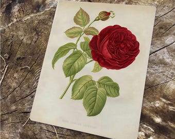 Red Rose Vintage Advertising Enamel Metal TIN SIGN Wall Plaque