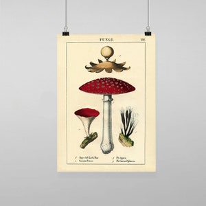 Vintage Vegetables Mushrooms Botanical Illustration - Vintage Reproduction Wall Art Decro Decor Poster Print Any size