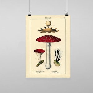 Puede incluir: Ilustración botánica vintage de un hongo rojo y blanco con manchas blancas, etiquetado como "Fly Agaric". La ilustración es de un libro titulado "Fungi" e incluye otros hongos, entre ellos una "Many cleft Earth Star" y una "Flat horned Sphæris".